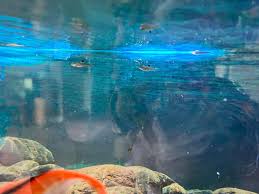 Saint John fish fish rehoming