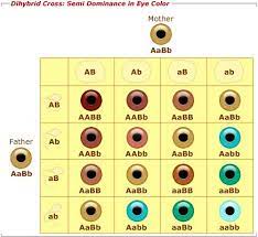 This Is A Picture Of A Punet Square For Eye Color Genetics Pic2fly Com Eye Color Chart Eye Color Chart Genetics Human Hair Color
