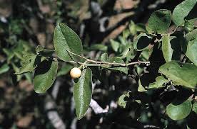 Image result for Opilia amentacea