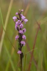Image result for Brachycorythis buchananii
