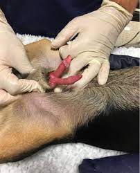 Operado con éxito el primer caso conocido de duplicación completa  unilateral del tracto urinario en un perro | PortalVeterinaria