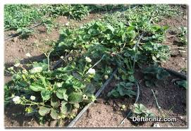 Cilek Uretiminde Kulturel Islemler Defteriniz Com