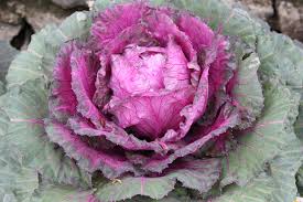 We did not find results for: 9 Top Varieties Of Ornamental Cabbage Flowering Kale