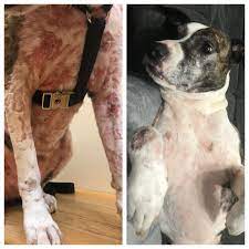Cutaneous lymphoma in dogs is a type of lymphoma, or skin cancer, that originates through the lymph nodes of specific organs. What Does Cutaneous Lymphoma Look Like In Dogs