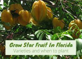 When not pruned trees produce fruit. Grow Star Fruit In Florida An Easy Tree For South Florida