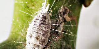 We did not find results for: La Cochenille Farineuse Comment Lutter Et Traiter Vos Plantes