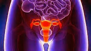 Studies of the Human Female Reproductive System