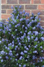 A free inside look at company reviews and salaries posted anonymously by employees. With Its Abundant Blue Flowers The Haskins Garden Centre Roundstone Facebook