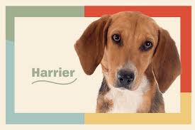 Image result for Harrier dog