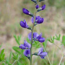 Image result for Indigofera monanthoides