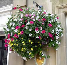 Best flowers for hanging baskets ireland. Best Plants For Hanging Baskets Ideas With Images