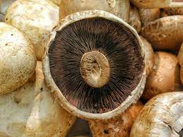 Woran Erkennt Man Gute Champignons Herdzeit