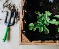 Greens like arugula, spinach, parsley, and cilantro go to seed quickly in hot, dry temperatures. These Are The Best Fruits And Vegetables To Plant In Your Garden This July