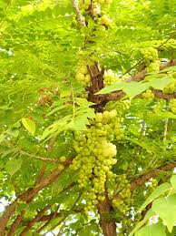 Image result for Phyllanthus engleri