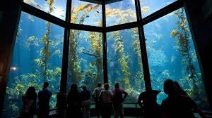 The monterey bay aquarium showcases more than 35,000 animals and plants across 550 species. Coronavirus Monterey Bay Aquarium Opens After Covid Closure San Luis Obispo Tribune