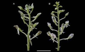 Image result for Malaxis schliebenii