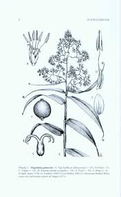 Image result for Flagellariaceae