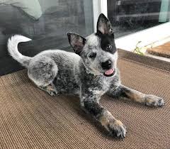Australian Shepherd Blue Heeler Mix Black And White A Blue Heeler I Ve Heard Several People Call Them Blue Tick Heelers Not Sure Why I Do Know That Every Blue I Ve Be Heeler Puppies Blue Heeler Dogs Animals