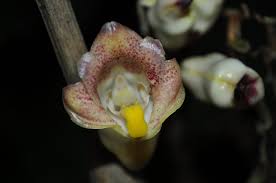 Image result for Psychotria sublyrata