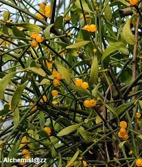 Image result for Viscum congolense