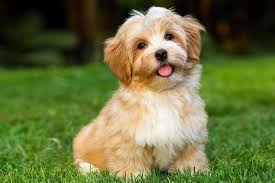 Look at pictures of havanese puppies who need a home. Havanese Dog Price Range Havanese Puppies For Sale Cost Price List