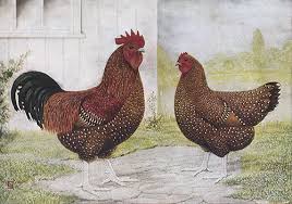 Maybe you would like to learn more about one of these? Murray Mcmurray Hatchery Speckled Sussex
