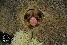 Awwwwww Baby Possum Peeking Out Of Mum S Pouch Baby Possum Australian Animals Australian Fauna