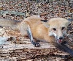 Every property struggles with pests. What Is The Difference Between Wildlife Control Vs Pest Control Vs Animal Control In North Carolina Freedom Wildlife Solutions