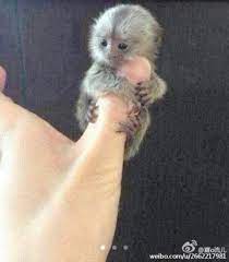 Omg Thumbs Monkey Tooo Cute Cute Little Animals Cute Animal Photos Cute Animals
