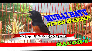 131.805 views8 months ago kicau379 channel. Download Suara Ciblek Kristal Gacor Ngebren Mp3 Club Burung