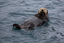 Yess These 12 Animals Are No Longer On The Endangered Species List
