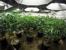 Check spelling or type a new query. A Guide To Optimal Lighting For Your Cannabis Grow Room
