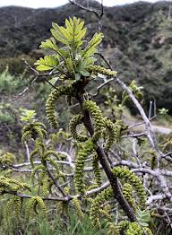 Image result for Juglans