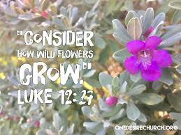 When i was asked on a recent survey to name some best practices for coping with the coronavirus restrictions, i was tempted to respond: Consider How Wildflowers Grow Luke 12 27 Onedesirechurch Wildflowers Jesuswisdom Contemplation Texaswildflowers B Growing Flowers Wild Flowers Luke 12