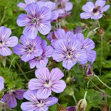 Image result for Geranium bohemicum Orhcid Blue
