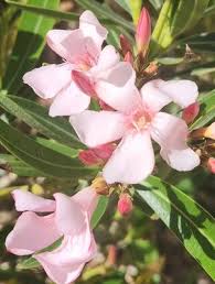 Image result for Nerium oleander