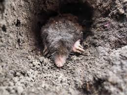 Image result for Schéma plašiče krtků