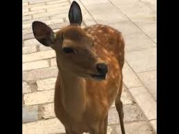Hilarious Screaming Deer In Nara Japan Funny Deer Cute Wild Animals Deer