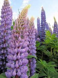 Find content updated daily for flowers washington 29 Washington State Flowers Ideas Washington State Flowers Washington