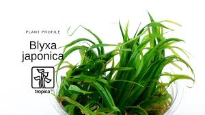 Image result for Blyxa