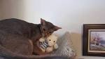 Available Abyssinian Kittens For Sale & Cats For Adoption