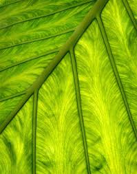 Inspiring Photo: Shades of Green #3706160