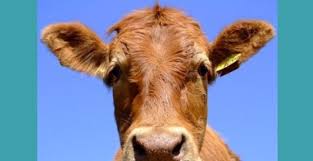 Oleh karena bagusnya kualitas buah/makanan tersebut maka manusia lalu mengambil dan mengkonsumsinya. Hukum Menindik Telinga Hewan Qurban Konsultasi Agama Dan Tanya Jawab Pendidikan Islam