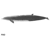 A new beaked whale species berardius minimus, which has been long postulated by local whalers in hokkaido, japan, has been confirmed. Fish Identification