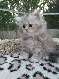 Silver Patched Tabby Persian Female Sold Liz Top Cat Cats And Kittens Kittens Cute Cats And Dogs