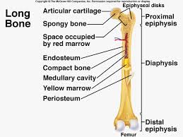 The main difference between red and yellow bone marrow is the occurrence and function of the each type of bone marrow in the body. Skeletal System Human Anatomy And Physiology Human Body Teaching Human Bones
