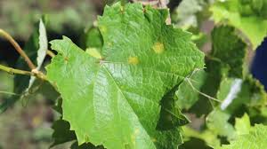 We did not find results for: Downy Mildew Of Grape Youtube