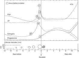 Ultrasound In Follicle Monitoring For Ovulation Induction