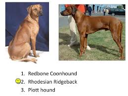 Maybe you would like to learn more about one of these? Hound Group Ppt Download