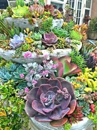 1001 Idees Fantastiques De Decor Avec Plantes Grasses D Exterieur Jardin De Succulentes Plante Succulente Cactus Et Plantes Succulentes